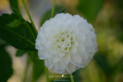 Orsett Beauty dahlia early blooming miniature ball type pure vintage wedding vibes - Baby Bird Blooms 