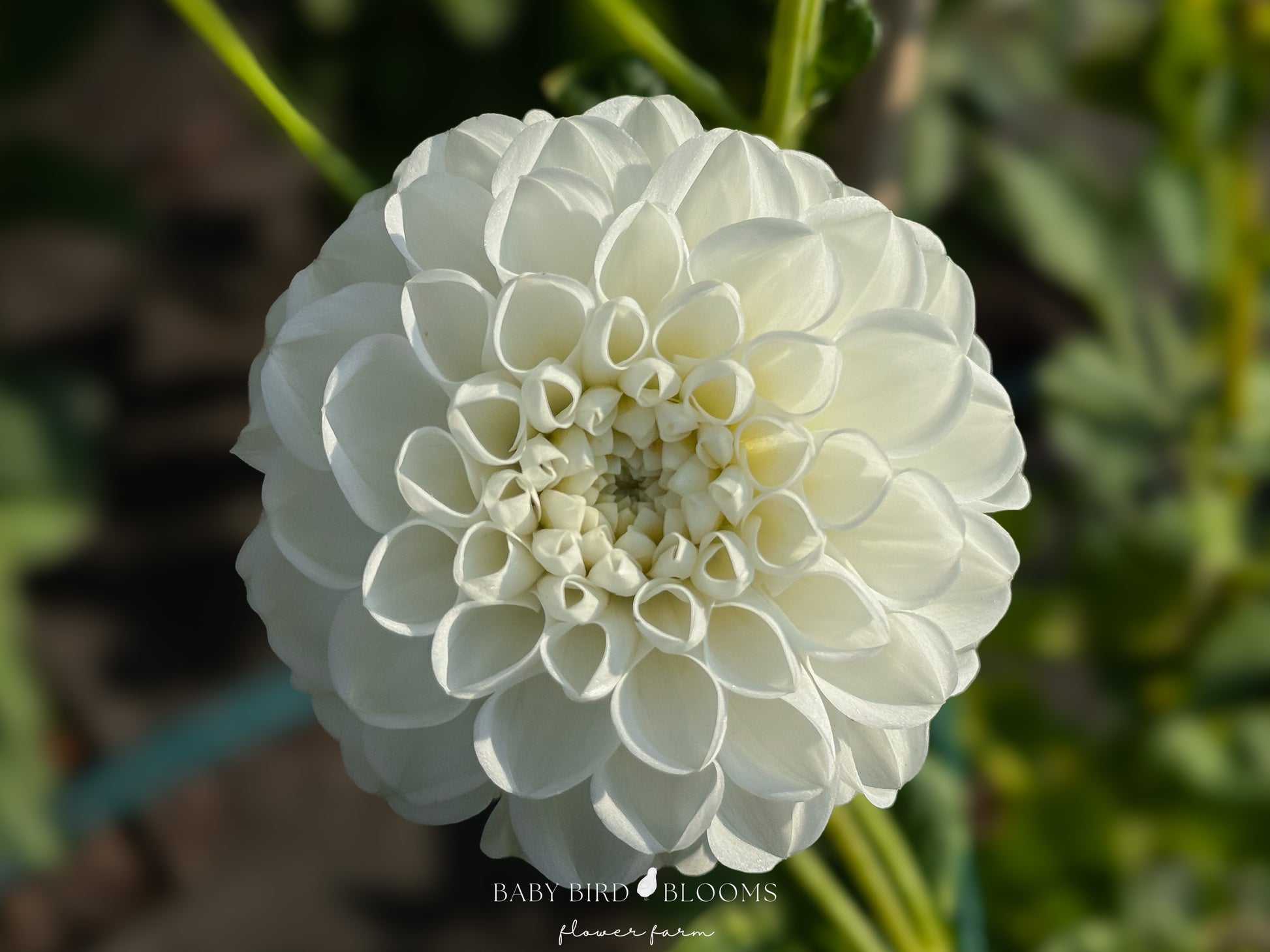 Orsett Beauty dahlia petal detail on flower as seen in the Baby Bird Blooms garden
