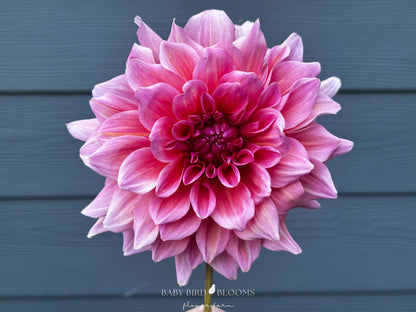 Otto's Thrill dahlia with dinnerplate sized flowers - Baby Bird Blooms Flower Farm Alberta 