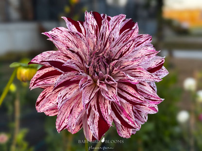 Sandia Boogie dahlia flower grown at Baby Bird Blooms in Alberta 