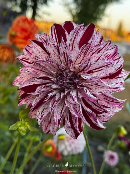 Sandia Boogie variegated dahlia flowering in the Baby Bird Blooms garden