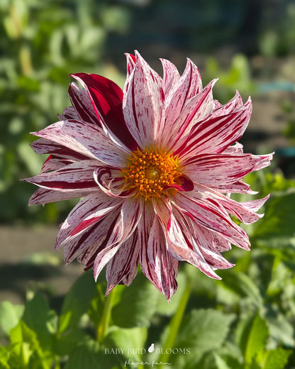 Sandia Boogie dahlia variegated flower details by Baby Bird Blooms