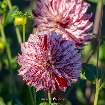 Sandia Boogie dahlia flower grown at Baby Bird Blooms in Alberta