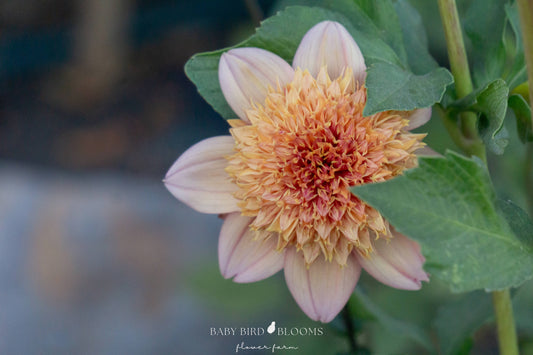 Sandia Brocade dahlia close-up of flower in the garden of Baby Bird Blooms