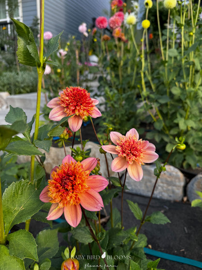 Sandia Brocade dahlias in the garden by Baby Bird Blooms