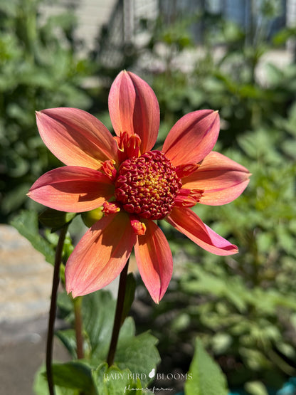 Baby Bird Blooms growing Sandia Brocade dahlia flower peach pink and yellow tones 