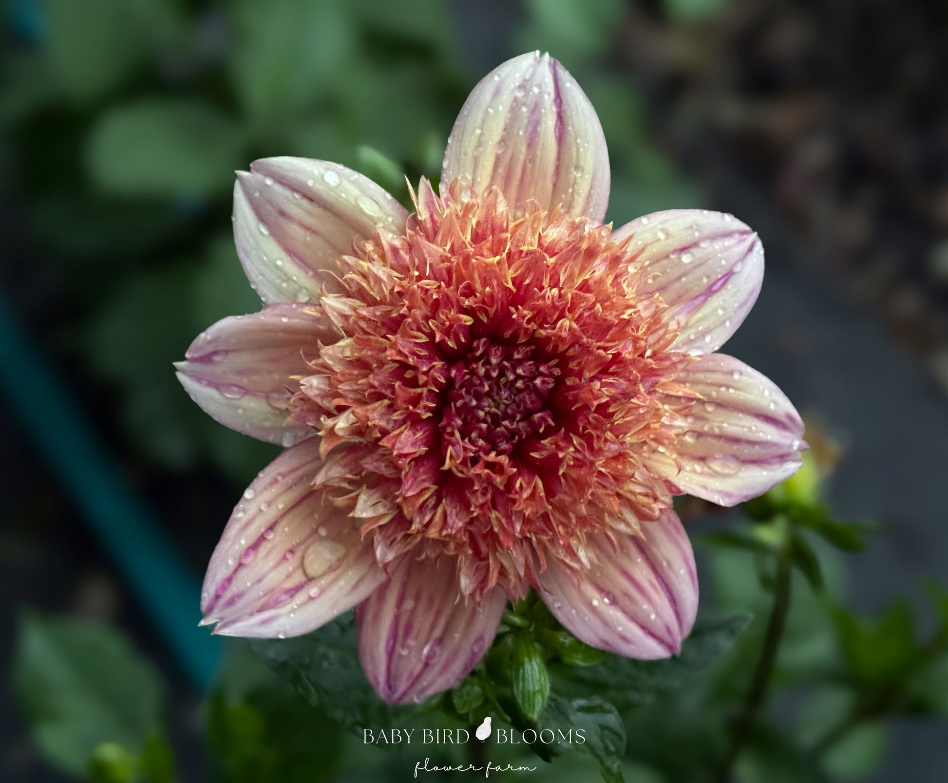 Sandia Brocade dahlia with anemone type flowers grown by Baby Bird Blooms
