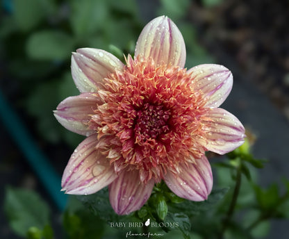 Sandia Brocade dahlia with anemone type flowers grown by Baby Bird Blooms