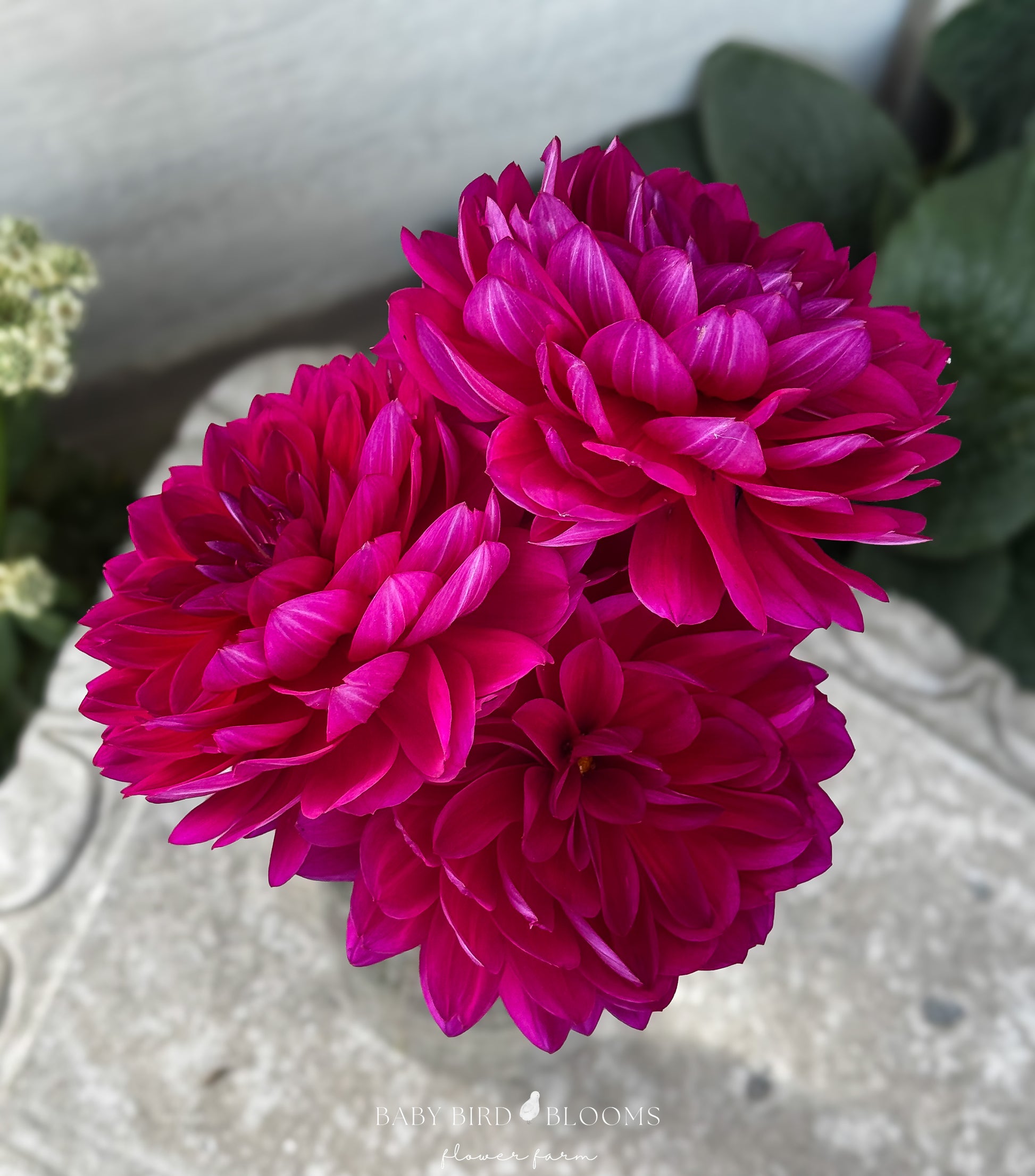 Sandia Nocturn dahlia cut flower harvested from the Baby Bird Blooms garden 