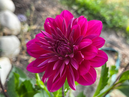 Waterlily dahlia Sandia Nocturn vibrant flower grown by Baby Bird Blooms