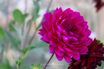 Sandia Nocturn dahlia close up of waterlily flower petals grown by Baby Bird Blooms