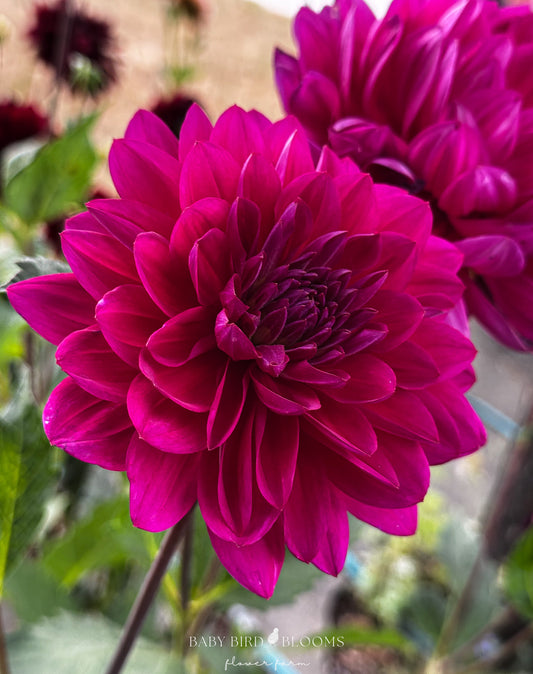 Detailed view of Sandia Nocturn dahlia petals on flower in garden of Baby Bird Blooms