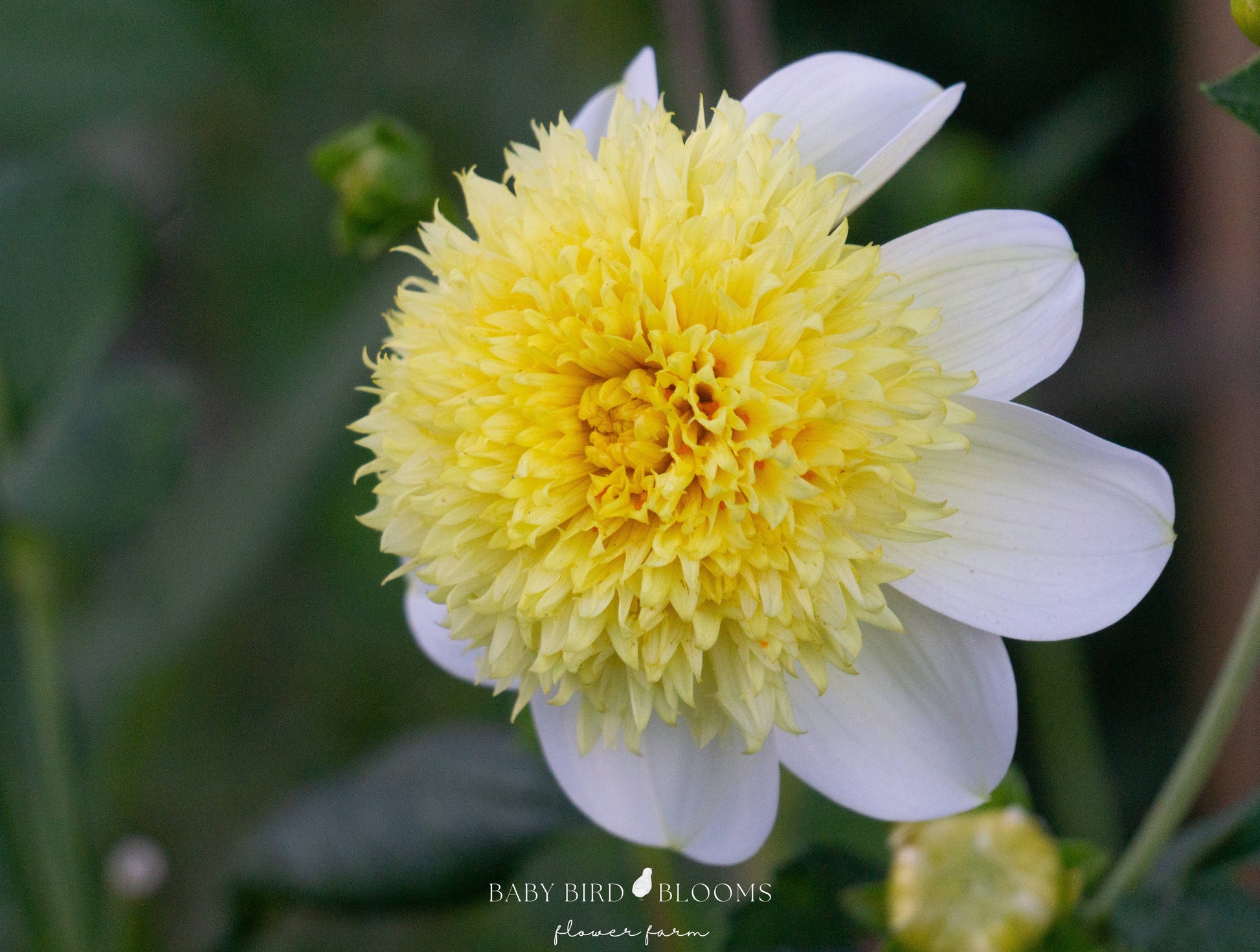 Sandia Summertime dahlia is a cheerful garden flower grown by Baby Bird Blooms