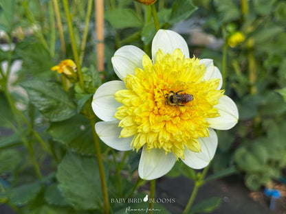 Bee pollinating yellow pouf center of Sandia Summertime dahlia by Baby Bird Blooms 