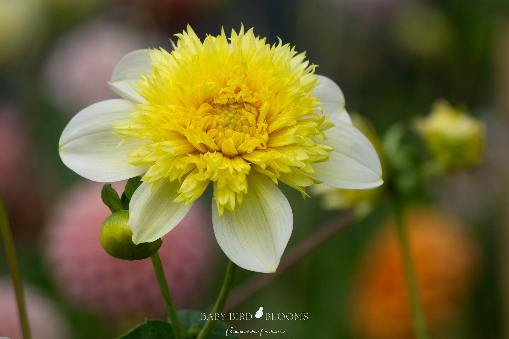 Sandia Summertime anemone-form dahlia with pouf yellow center and white petals in the Baby Bird Bloom garden