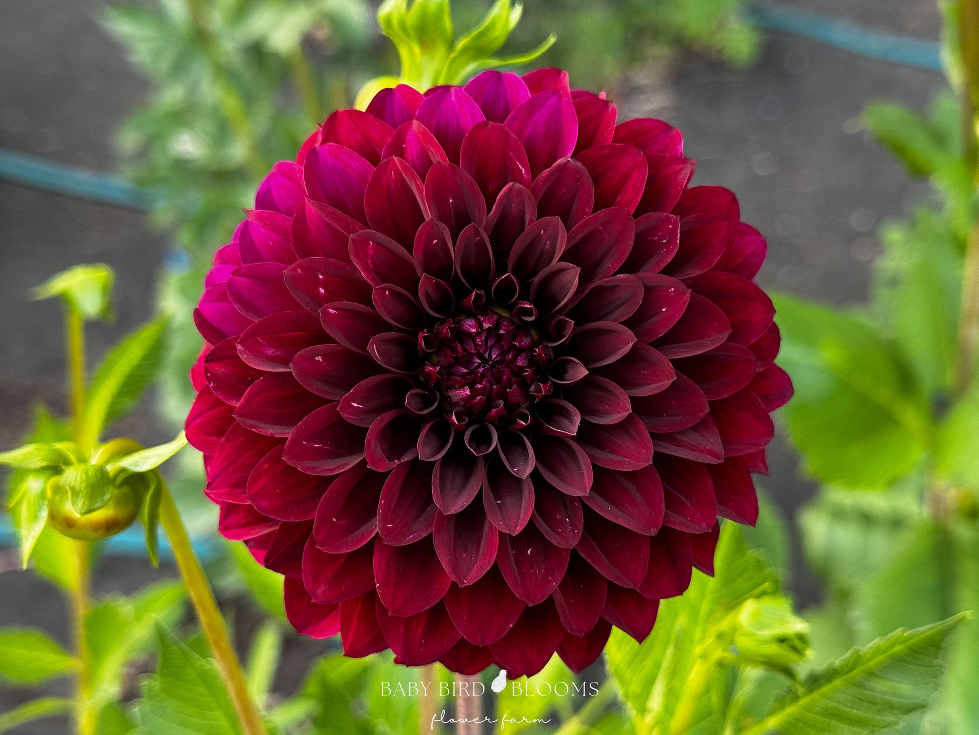 Shadow Cat dahlia with deep burgundy-red flowers - Baby Bird Blooms