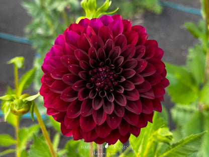 Shadow Cat dahlia with deep burgundy-red flowers - Baby Bird Blooms