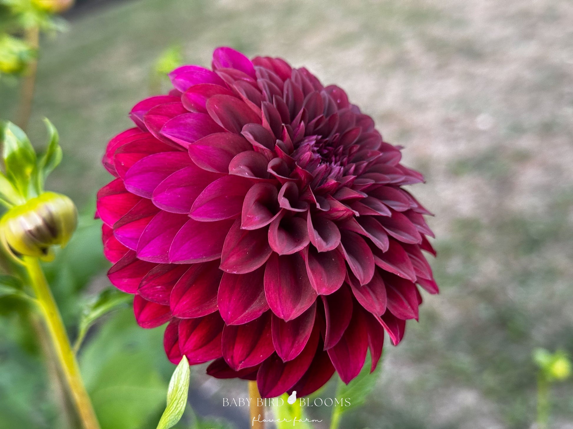 Shadow Cat dahlia flower showing petal structure - Baby Bird Blooms in Alberta 