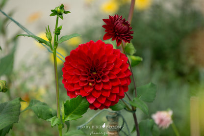 Baby Bird Blooms growing Sheval Megan dahlia flowers in the garden 