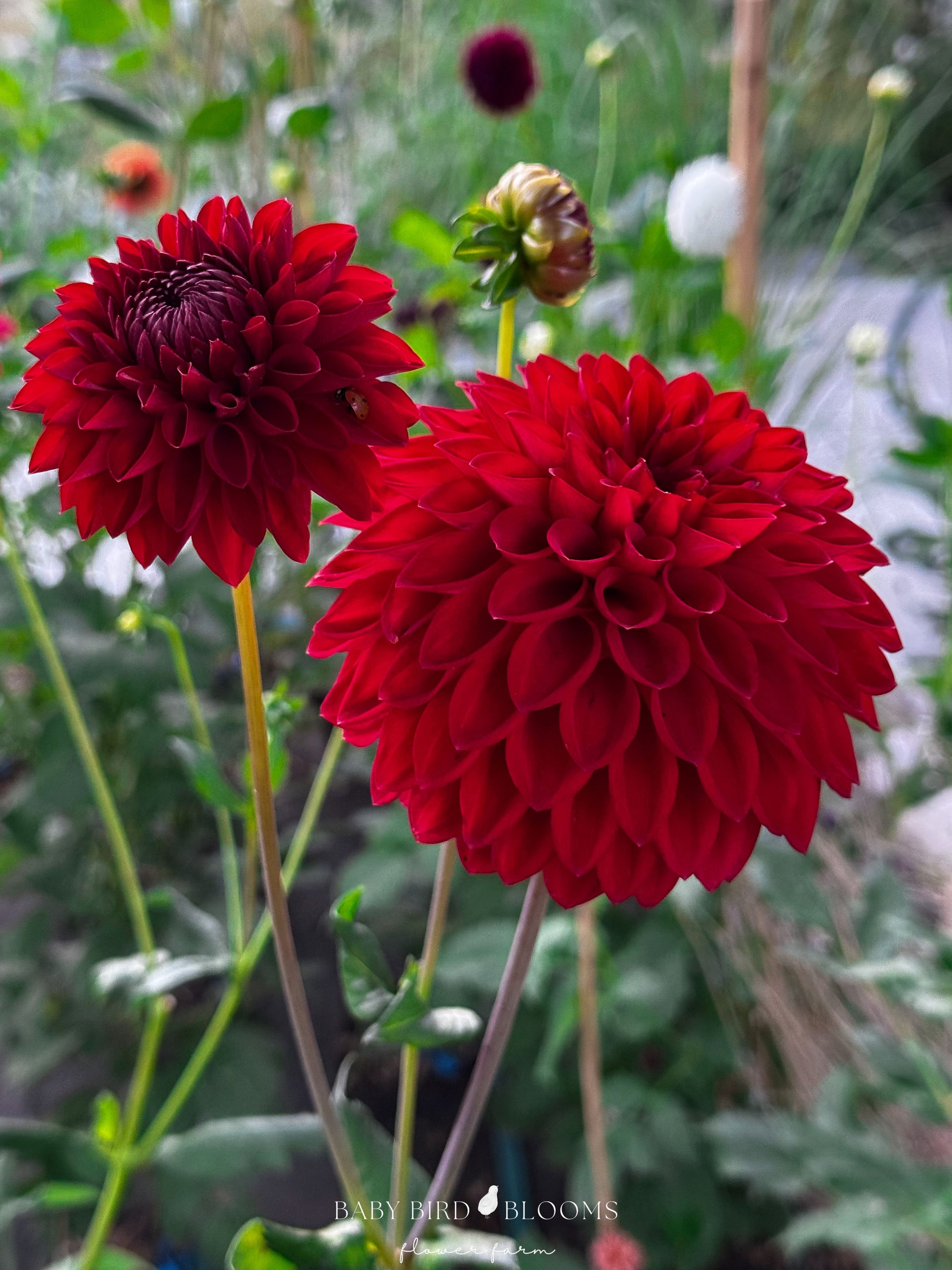 Sheval Megan dahlia growing in the Baby Bird Blooms garden in Alberta