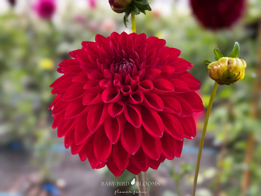 Sheval Megan dahlia close-up of red petals - Baby Bird Blooms Flower Farm