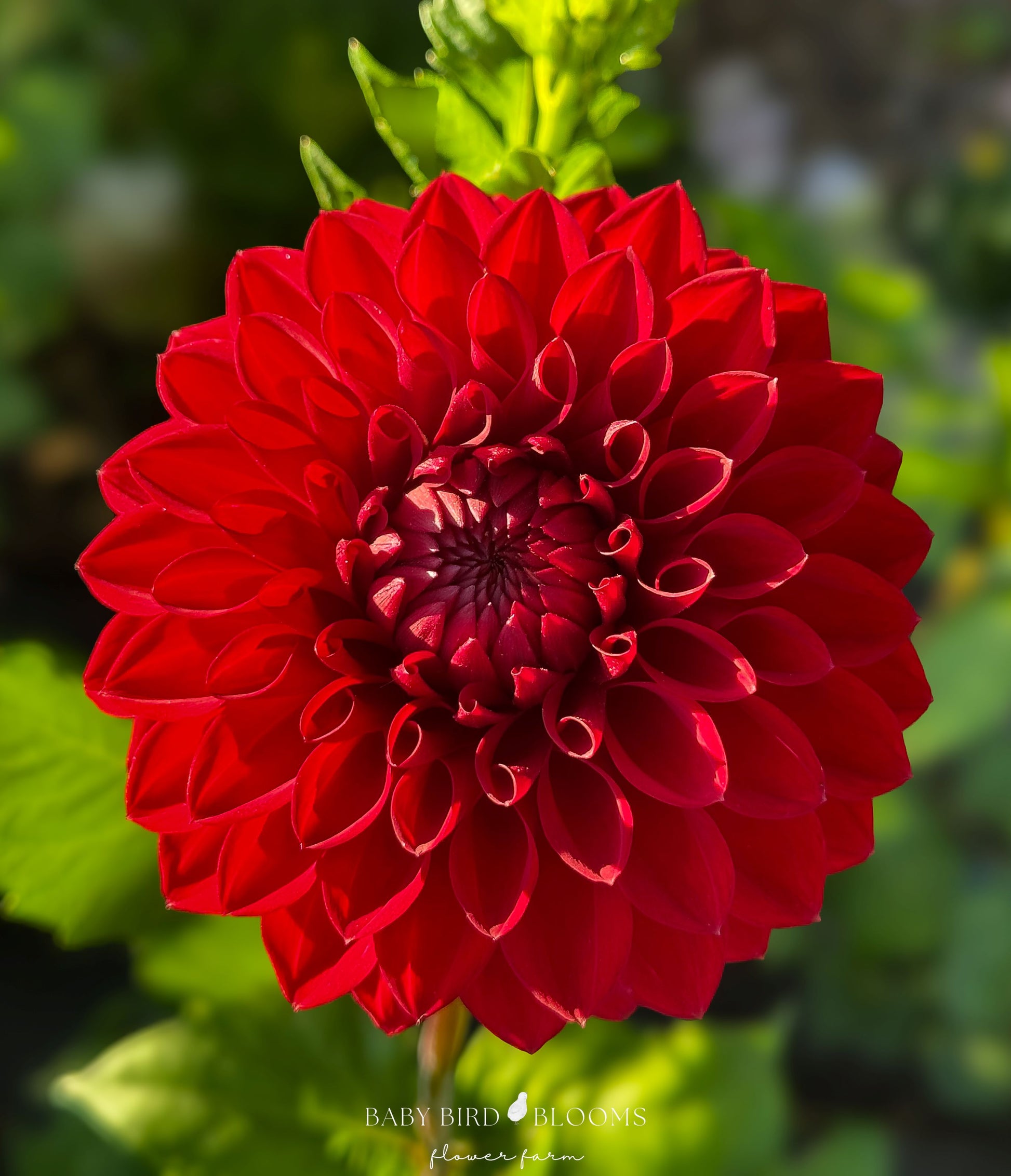 Sheval Megan dahlia dark red formal decorative flowers by Baby Bird Blooms