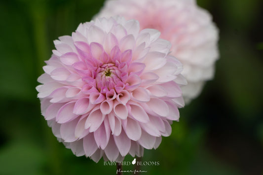 Skeena Glitter dahlia close up of flowers showing blush tones in lavender and pink in Baby Bird Blooms garden