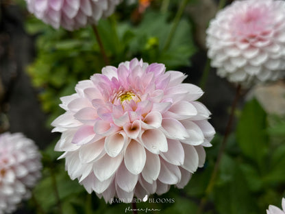 Skeena Glitter dahlia flowers blooming in Alberta garden - Baby Bird Blooms