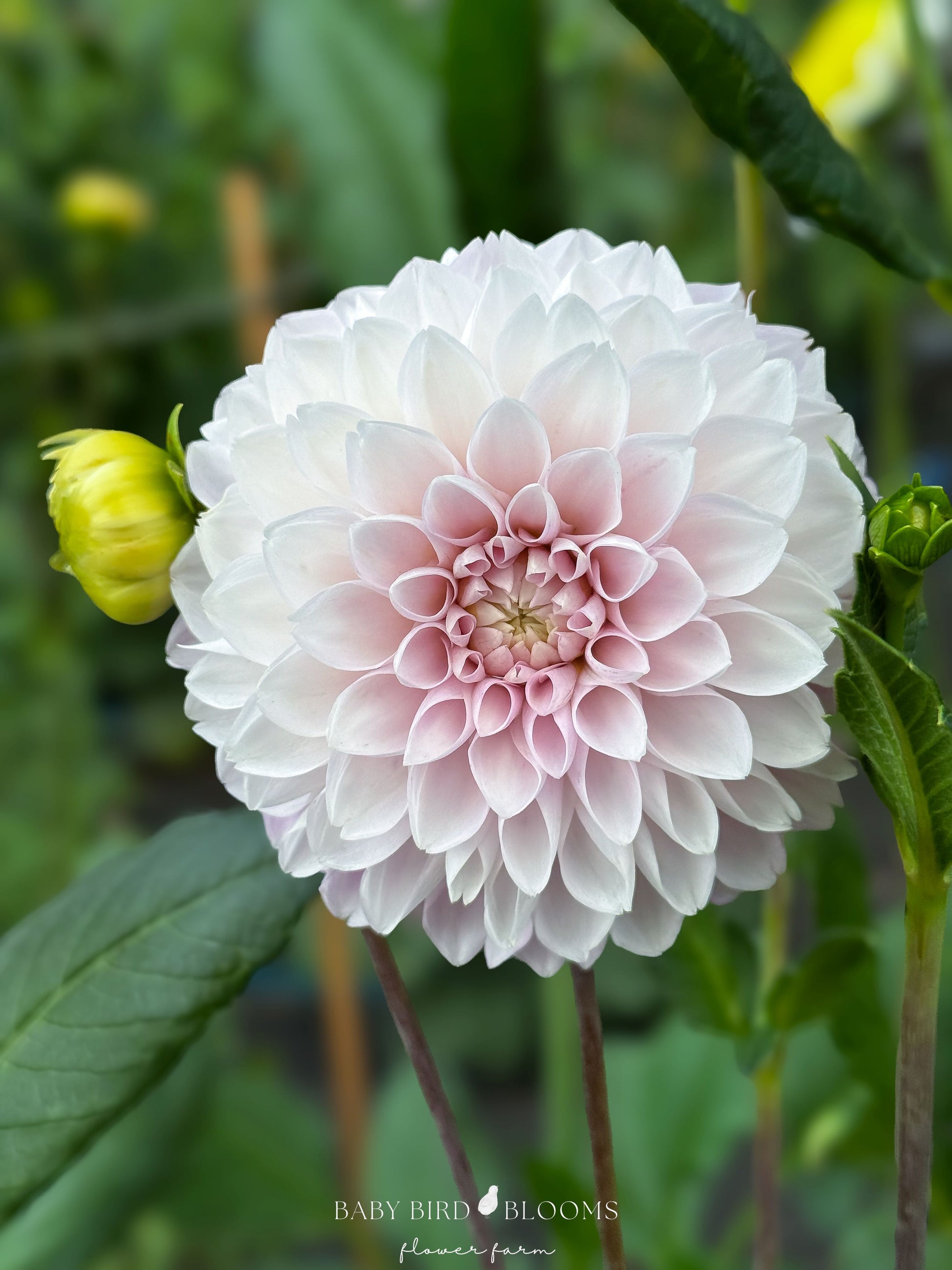 Skeena Glitter dahlia flower close-up showing petal details by Baby Bird Blooms