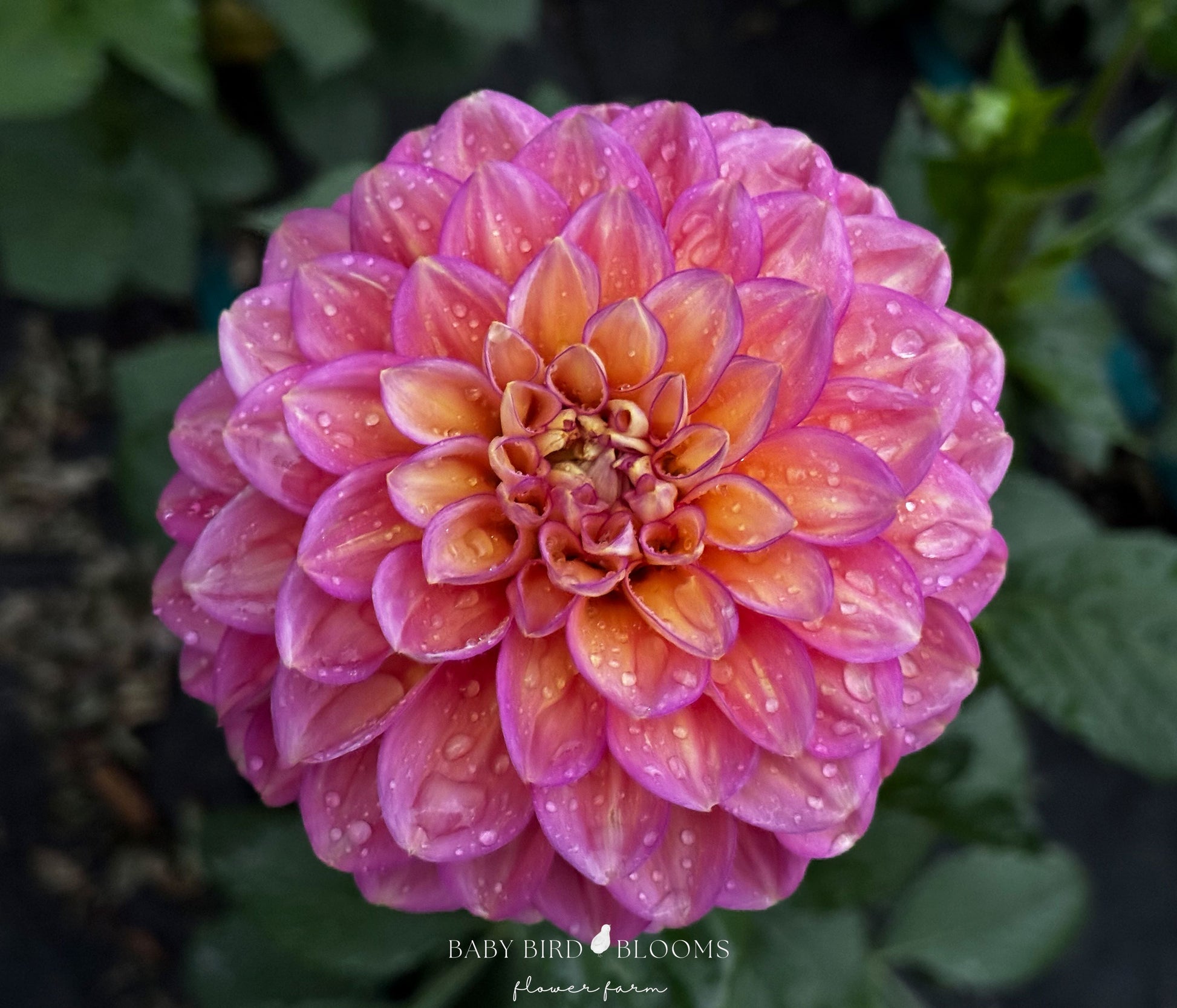 Skeena Harmonies dahlia first bloom of the season in garden - Baby Bird Blooms Flower Farm