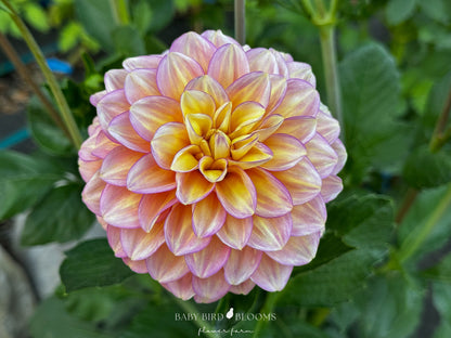 Baby Bird Blooms growing Skeena Harmonies dahlia with flowers in hues of lavender, pink, and yellow