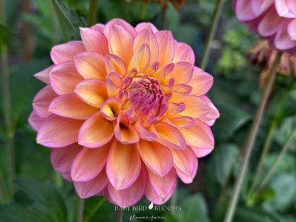 Close-up of Skeena Harmonies dahlia petal details of flower by Baby Bird Blooms