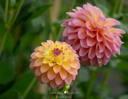 Skeena Harmonies dahlia flowers in the Baby Bird Blooms garden 