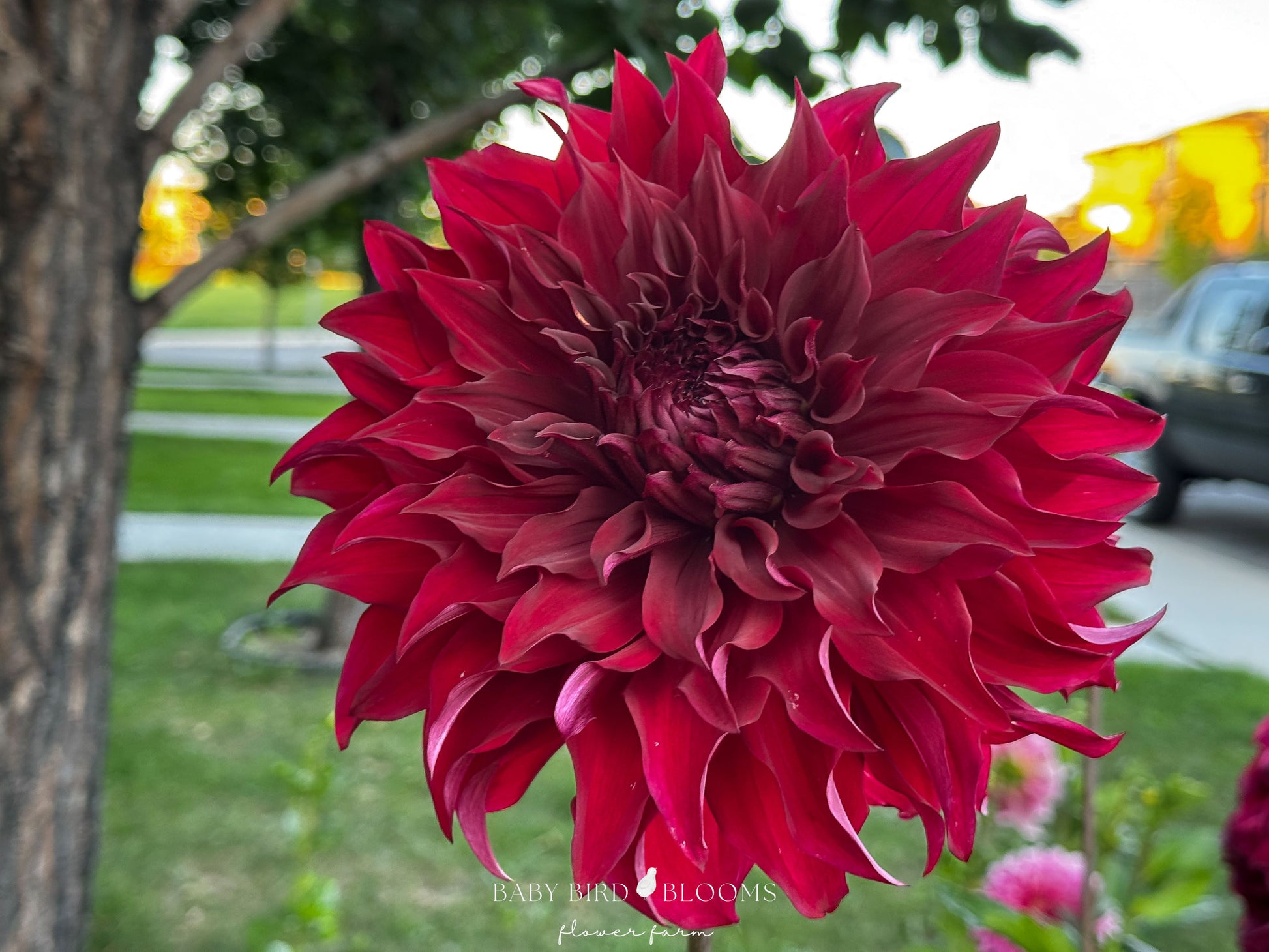 Close-up of Spartacus dahlia in the garden - Baby Bird Blooms