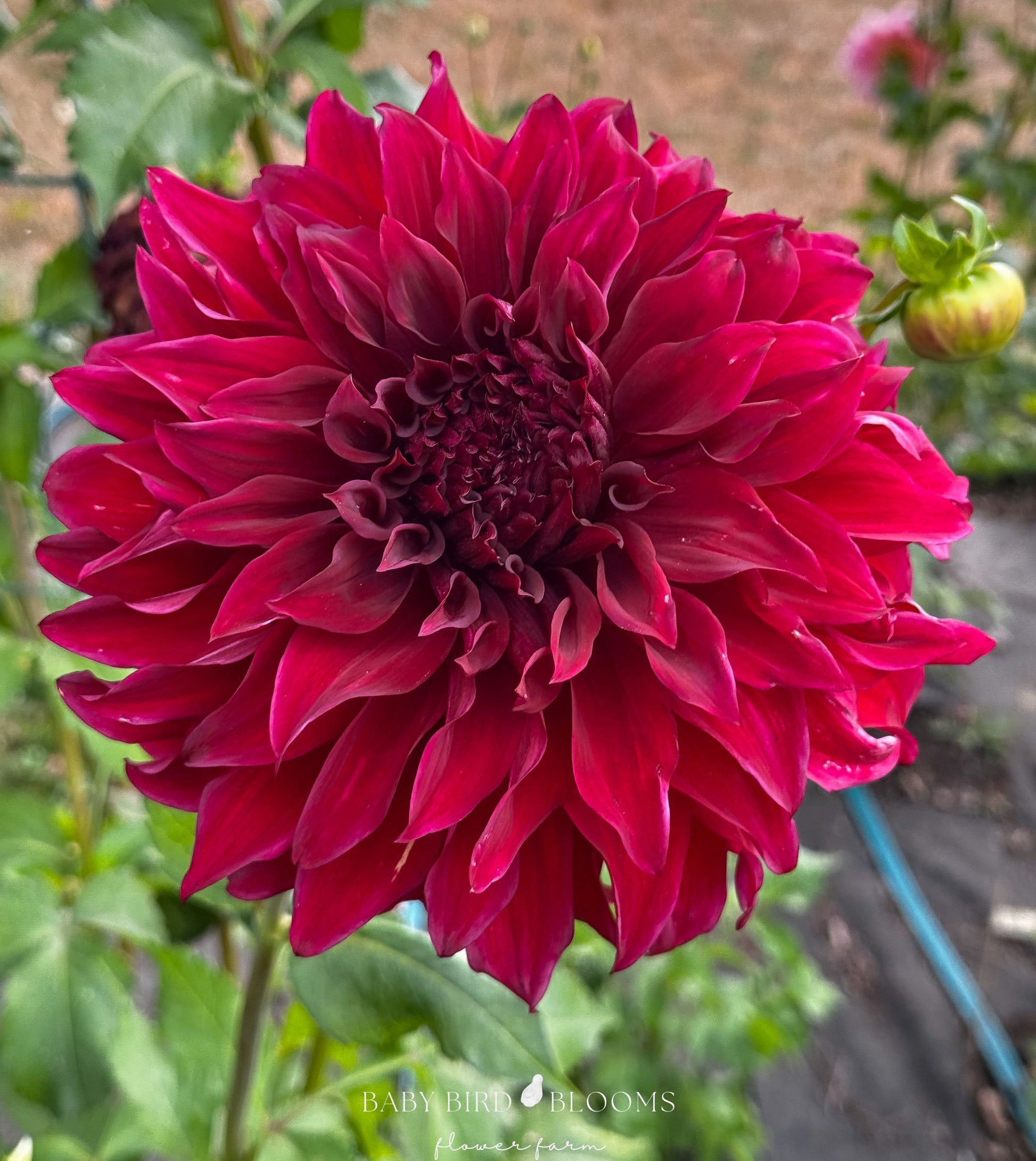 Spartacus dahlia with dinnerplate size flowers from Baby Bird Blooms farm in Alberta