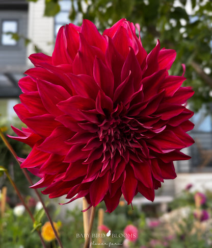 Spartacus dahlia with large deep red flowers grown by Baby Bird Blooms in Alberta