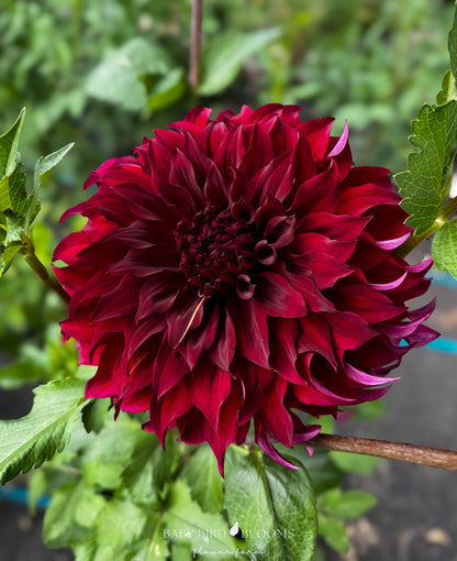 Spartacus dahlia deep red flower in full bloom in the garden of Baby Bird Blooms
